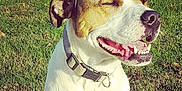 Maxwell is registered to the contest to win money with this photo: animal, canine, closeup, collar, content, daytime, dog, ears, fur, grass, happy, muzzle, nature, outdoor, pet, sitting, smiling, sunlight, teeth, tongue