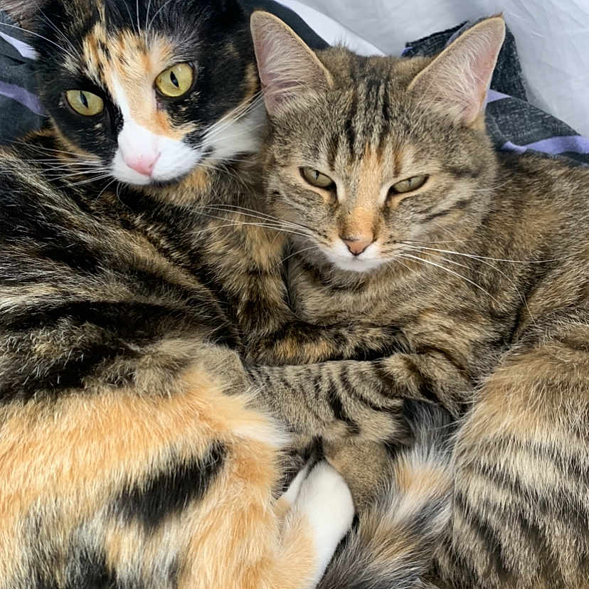 Grigri Et Fifi a rejoint le concours — aidez-le/la à gagner de superbes lots ! abyssinian, animal, cat, couch, furniture, kitten, manx, person, pet, siamese, sleeping