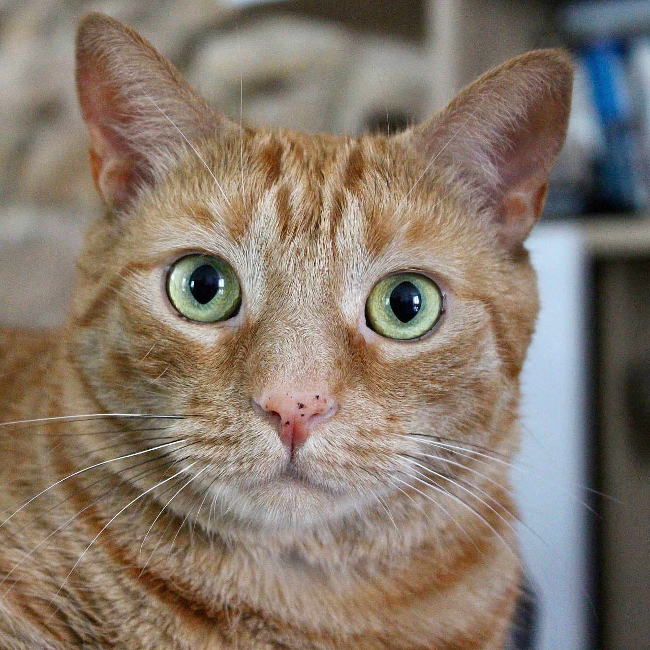 Nala a rejoint le concours — aidez-le/la à gagner de superbes lots ! alert, animal, bookshelf, cat, close_up, cute, domestic_cat, ears, face, feline, fur, ginger_cat, green_eyes, indoor, nose, pet, portrait, soft_background, tabby, whiskers