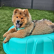 Benjy a rejoint le concours — aidez-le/la à gagner de superbes lots ! dog, puppy, fluffy, outdoor, grass, plastic_pool, relaxed, playful, brown_fur, collar, pet, animal, happy, tongue_out, summer, yard, cute, canine, domestic_animal, young_dog