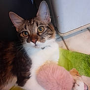 Blue participe au concours pour gagner de l'argent avec cette photo : abyssinian, accessories, angora, animal, blanket, cat, chair, couch, furniture, hardwood, indoors, kitten, manx, pet, siamese, strap, wood