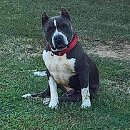 Pablo is registered to the contest to win money with this photo: dog, sitting, grass, outdoor, collar, black_and_white, pet, animal, canine, nature, daylight, lawn, fur, mammal, alert, domestic_animal, quiet, watchful, park, companion