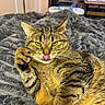 cat, tabby_cat, pet, animal, feline, striped_fur, yellow_eyes, pink_nose, whiskers, raised_paw, licking_nose, lying_down, relaxed, playful, bed, blanket, bedroom, indoor, closeup, portrait