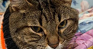 Tommy joined the competition — help win amazing prizes! cat, tabby_cat, pet, animal, feline, face, eyes, ears, whiskers, nose, fur, striped_fur, lying_down, bed, blanket, bedding, bedroom, indoor, portrait, facetime