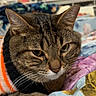 cat, tabby_cat, pet, animal, feline, face, eyes, ears, whiskers, nose, fur, striped_fur, lying_down, bed, blanket, bedding, bedroom, indoor, portrait, facetime