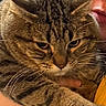 Tommy joined the competition — help win amazing prizes! cat, tabby_cat, pet, animal, fur, whiskers, ears, eyes, striped, brown, gray, portrait, close_up, cuddling, human, face, indoor, home, yellow_clothing, funny_expression