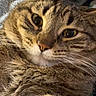 Tommy joined the competition — help win amazing prizes! cat, tabby, pet, feline, whiskers, paws, fur, striped_fur, close_up, portrait, lying_down, relaxed, indoors, blanket, cozy, face, eyes, nose, smartphone, facetime