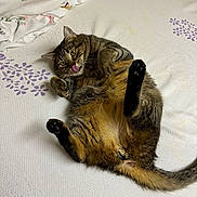 Tommy joined the competition — help win amazing prizes! cat, tabby_cat, pet, animal, lying_down, belly_up, raised_paw, tongue_out, relaxed, playful, funny, bed, bedspread, floral_pattern, purple_pattern, blanket, bedroom, indoors, fur, whiskers