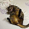 cat, tabby_cat, pet, animal, lying_down, belly_up, raised_paw, tongue_out, relaxed, playful, funny, bed, bedspread, floral_pattern, purple_pattern, blanket, bedroom, indoors, fur, whiskers