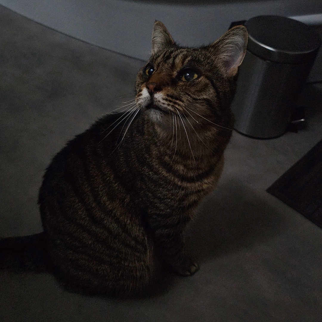 Tigrou