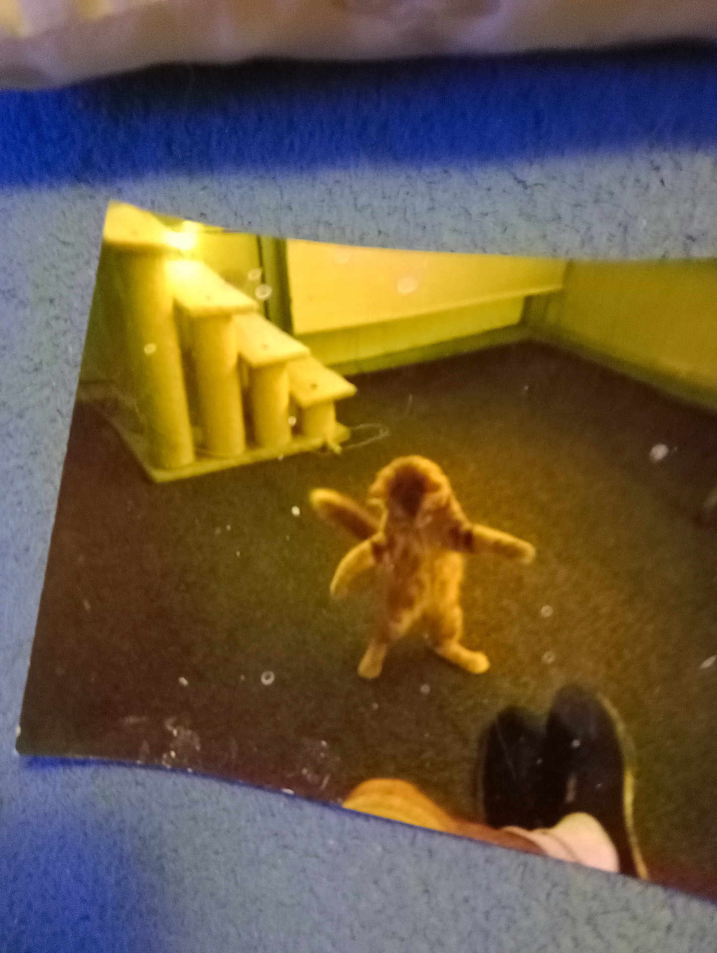 Indiana joined the competition — help win amazing prizes! cat, standing, indoor, carpet, cat_tree, furniture, pet, animal, orange_cat, legs, feet, blurry, room, wall, yellow_light, reflection, playful, cute, small, feline