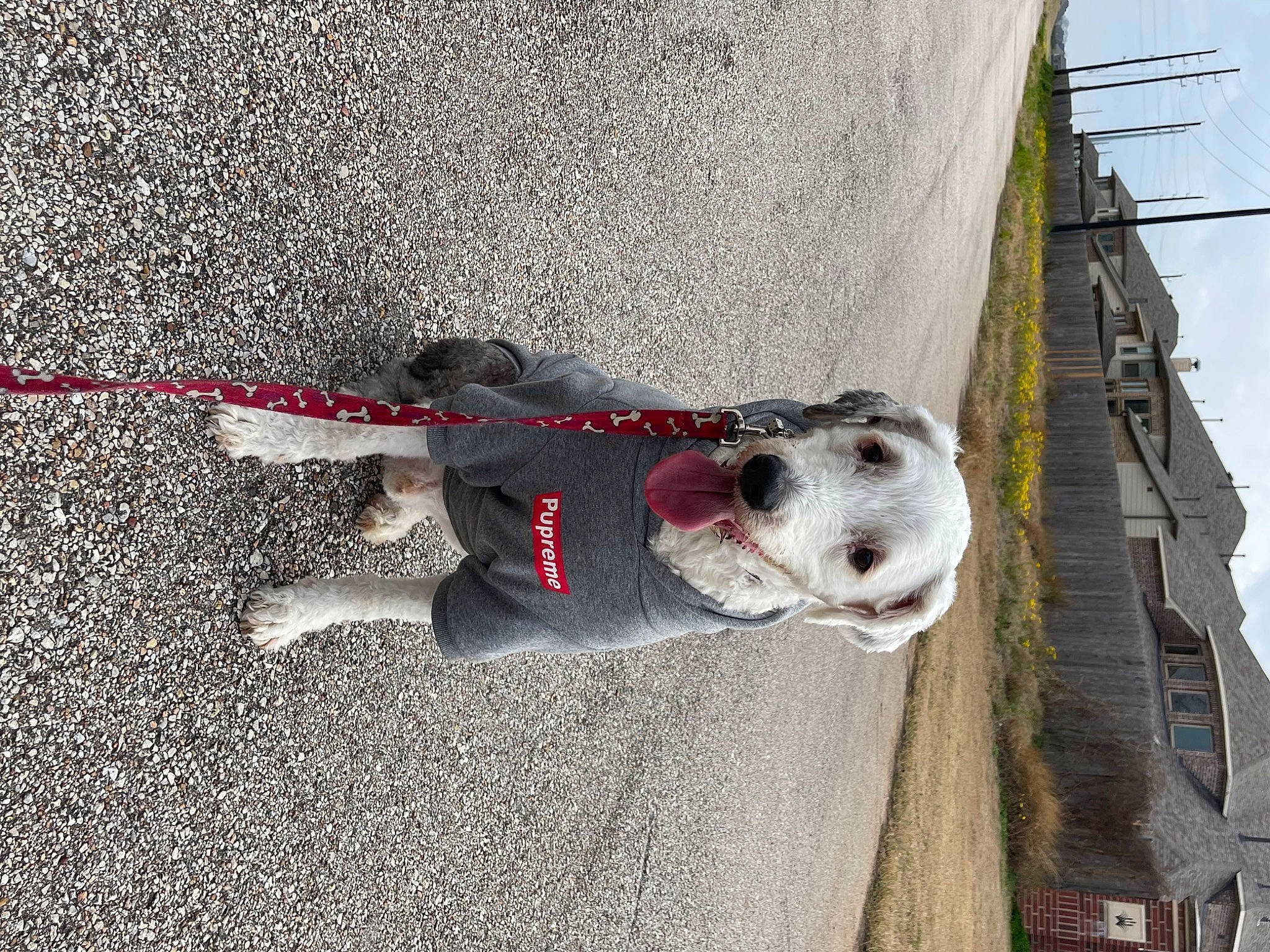 Winston is registered to the contest to win money with this photo: asphalt, building, canidae, carmine, carnivore, collar, concrete, dog, dog_breed, facade, fawn, leash, road_surface, sidewalk, sky, snout, sporting_group, tail, vehicle_door, window