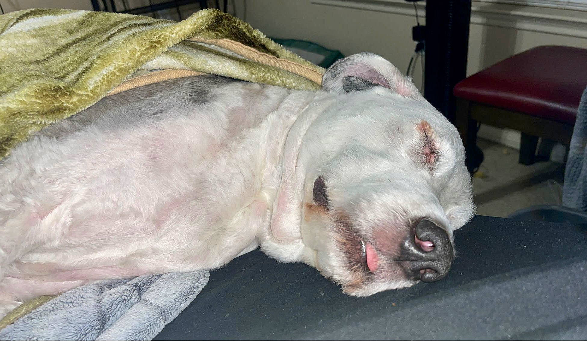 Winston joined the competition — help win amazing prizes! ball, canidae, carnivore, collar, companion_dog, dog, dog_breed, fang, fawn, felidae, fur, grey, guard_dog, nap, snout, sporting_group, terrestrial_animal, whiskers, working_animal, wrinkle