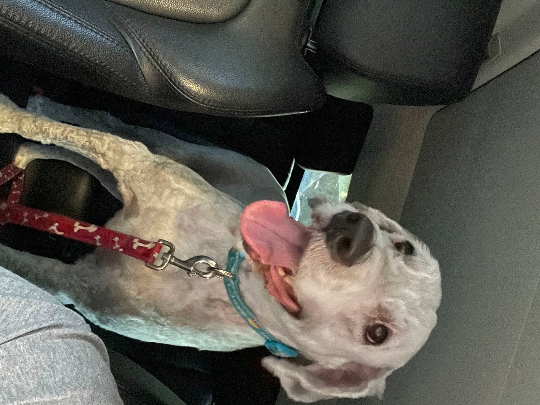 Winston is registered to the contest to win money with this photo: auto_part, automotive_wheel_system, car, car_seat, car_seat_cover, carmine, carnivore, collar, companion_dog, dog, dog_breed, family_car, fawn, head_restraint, motor_vehicle, personal_luxury_car, snout, steering_part, vehicle_door, white