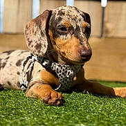 Coco is registered to the contest to win money with this photo: dog, puppy, dachshund, spotted_coat, grass, outdoor, sunlight, harness, relaxed, cute, pet, animal, mammal, brown, black, tan, fence, young, laying, nature