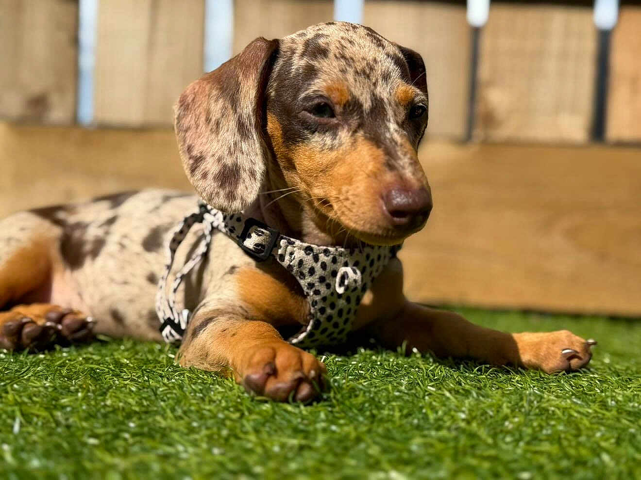 Coco