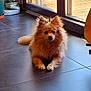 Sunday a rejoint le concours — aidez-le/la à gagner de superbes lots ! animal, brown, calm, canine, dog, domestic, floor, fur, glass_door, home, indoor, paw, pet, quiet, relaxed, resting, small_dog, sunlight, tile_floor, window