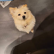 Sunday a rejoint le concours — aidez-le/la à gagner de superbes lots ! animal, cleaning, collar, companion, curious, cute, dog, domestic, floor, fluffy, fur, household, indoor, light_color, looking_up, mop, pet, shadow, small_dog, tile