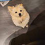 animal, cleaning, collar, companion, curious, cute, dog, domestic, floor, fluffy, fur, household, indoor, light_color, looking_up, mop, pet, shadow, small_dog, tile