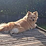 Sunday a rejoint le concours — aidez-le/la à gagner de superbes lots ! animal, backyard, calm, canine, daylight, dog, fence, fluffy, fur, grass, greenery, nature, outdoor, pet, portrait, relaxing, resting, small_dog, sunlight, wooden_deck