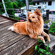 Sunday participe au concours pour gagner de l'argent avec cette photo : camper_van, canine, car, daytime, dog, fence, flower, fluffy, greenery, mountain, nature, outdoor, pet, plant, portrait, relaxed, resting, suburban, sunlight, wooden_deck