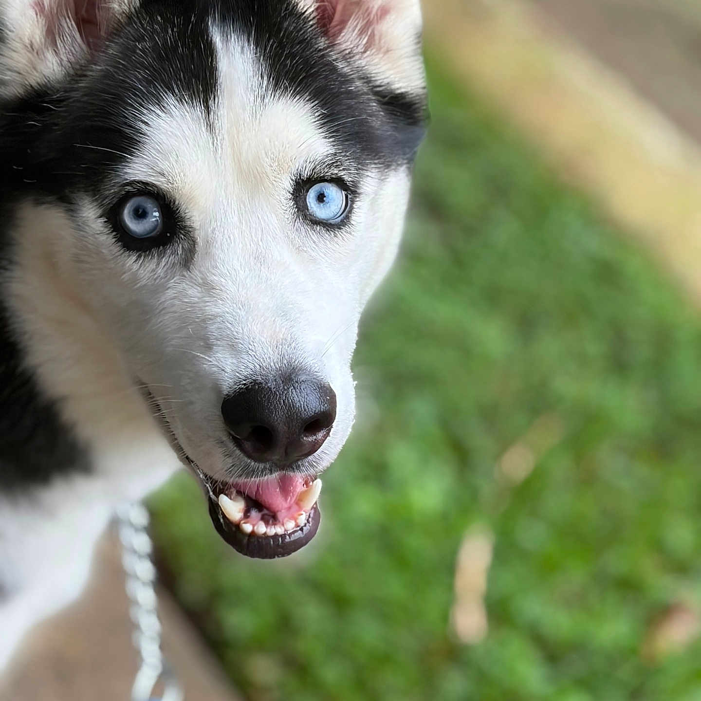Kato joined the competition — help win amazing prizes! dog, husky, siberian_husky, blue_eyes, black_and_white, fluffy, close_up, portrait, animal, pet, canine, smiling, open_mouth, teeth, ears, fur, leash, outdoor, grass, blurred_background