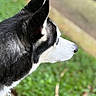 Kato is registered to the contest to win money with this photo: dog, canine, black_and_white, profile, close_up, animal, pet, fur, ears, muzzle, nose, head, collar, chain, outdoor, grass, garden, nature, portrait, side_view