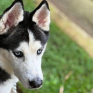 Kato is registered to the contest to win money with this photo: dog, siberian_husky, husky, blue_eyes, black_and_white, pet, canine, portrait, close_up, outdoors, grass, nature, blurred_background, ears, muzzle, nose, fur, leash, alert, photography