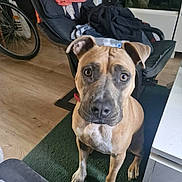 Leya a rejoint le concours — aidez-le/la à gagner de superbes lots ! aquarium, bicycle, black_muzzle, brown_eyes, camera_watermark, canine, chair, collar, dog, floppy_ears, front_facing, furniture, green_rug, home, indoors, pet, portrait, sitting, tan_coat, wood_floor