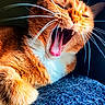 cat, orange_cat, white_fur, yawning, whiskers, close_up, teeth, tongue, fur, pet, animal, indoor, resting, texture, blue_surface, feline, cute, mammal, portrait, sleepy