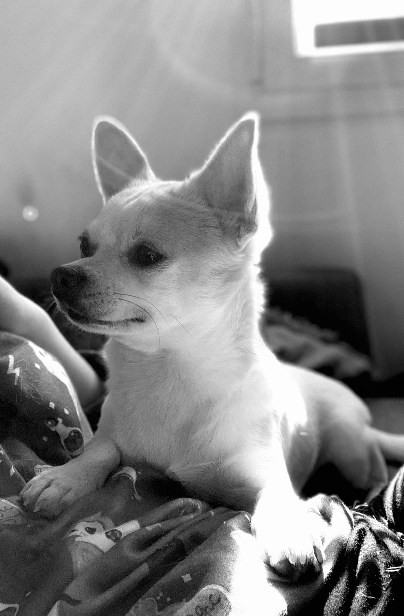 Pietra participe au concours pour gagner de l'argent avec cette photo : canidae, carnivore, companion_dog, dog, dog_breed, eye, fawn, felidae, fur, head, monochrome, monochrome_photography, non_sporting_group, paw, snout, style, tail, terrestrial_animal, toy_dog, whiskers