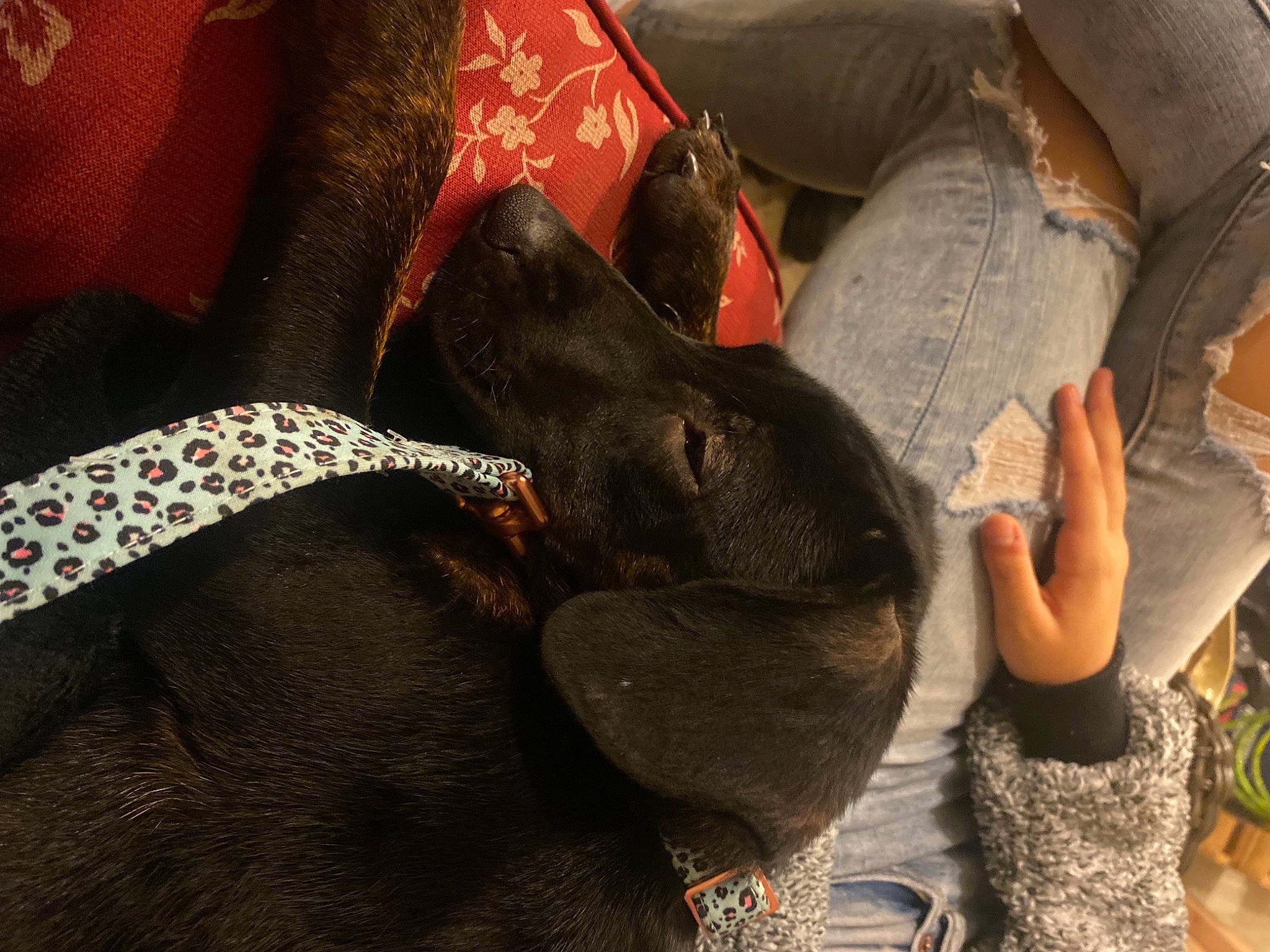 Vega is registered to the contest to win money with this photo: canidae, carmine, carnivore, chair, comfort, companion_dog, denim, dog, dog_breed, fawn, flesh, fur, human_leg, nail, pattern, sporting_group, thigh, working_animal