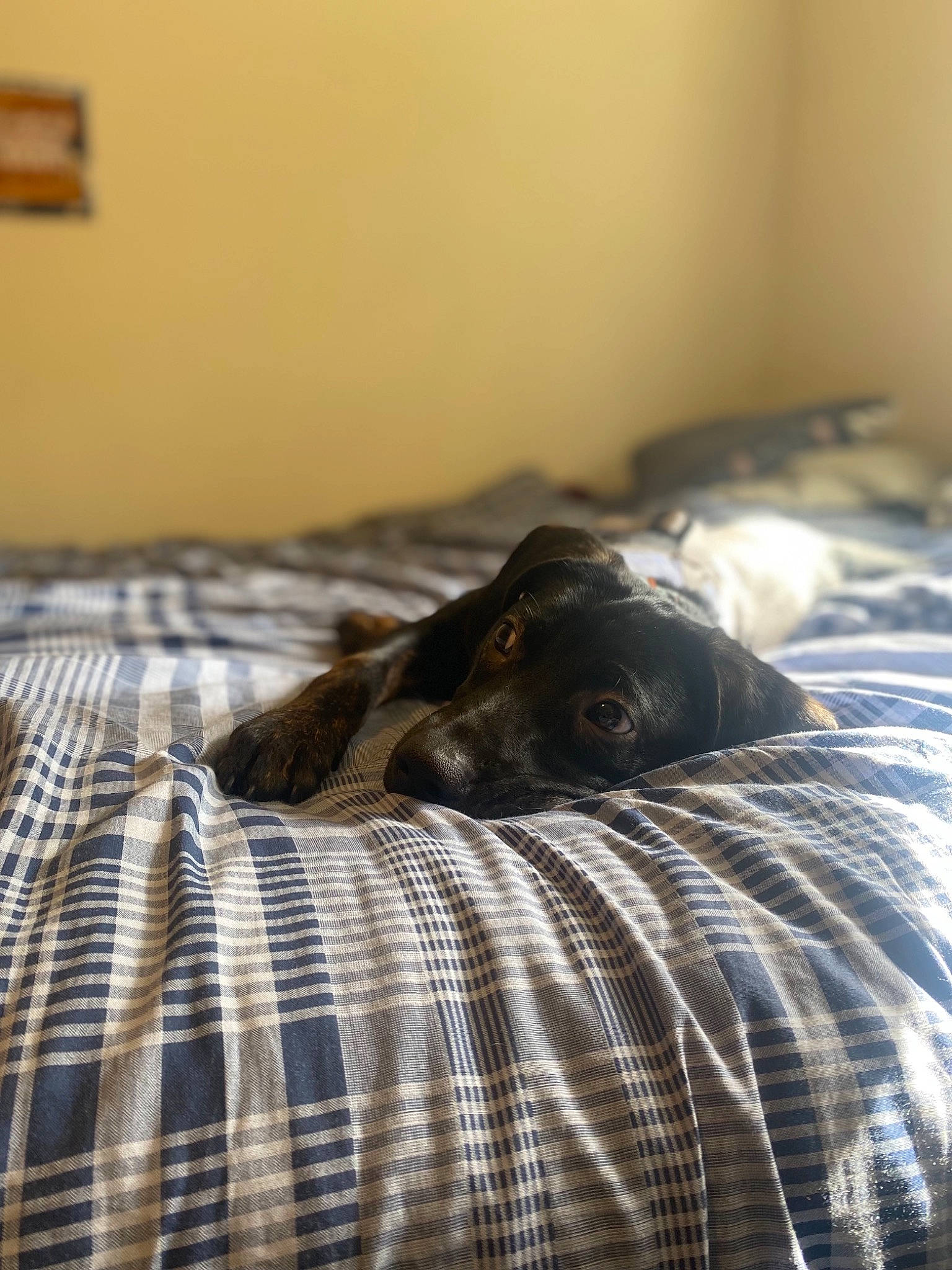 Vega joined the competition — help win amazing prizes! bed, bed_frame, bedding, brown, carnivore, comfort, companion_dog, dog, dog_breed, fawn, felidae, floor, flooring, grey, hardwood, house, linens, tartan, textile, wood