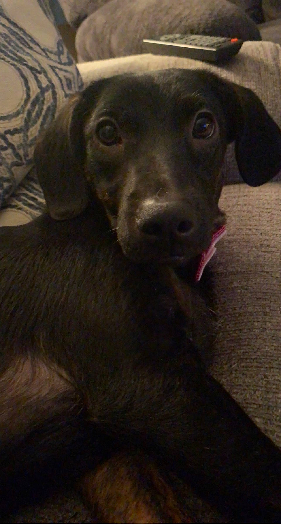 Vega is registered to the contest to win money with this photo: borador, canidae, carnivore, companion_dog, dog, dog_breed, fur, gun_dog, hunting_dog, liver, plant, pointing_breed, retriever, snout, sporting_group, terrestrial_animal, whiskers, working_animal