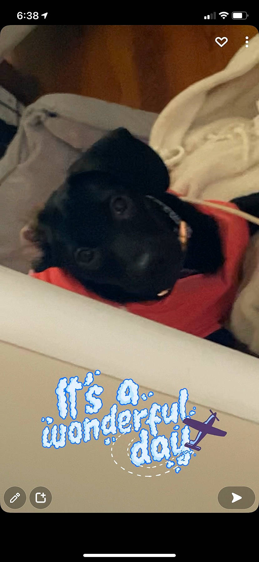 Vega is registered to the contest to win money with this photo: black_cat, canidae, carmine, carnivore, cloud, comfort, companion_dog, couch, dog, dog_breed, electric_blue, felidae, font, fur, photo_caption, snout, sporting_group, square, tail, whiskers