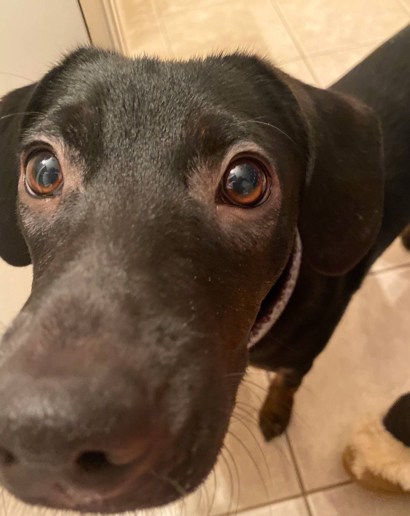 Vega is registered to the contest to win money with this photo: borador, canidae, carnivore, companion_dog, dog, dog_breed, ear, fawn, fur, gun_dog, hunting_dog, liver, metal, pet_supply, snout, sporting_group, whiskers, working_animal