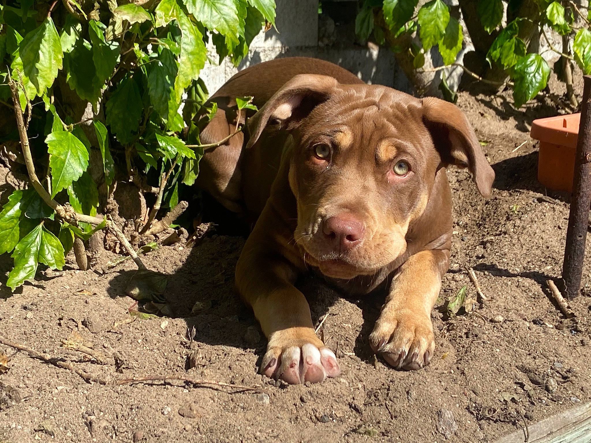 Henny joined the competition — help win amazing prizes! canidae, carnivore, companion_dog, dog, dog_breed, eye, fawn, flowerpot, grass, houseplant, hunting_dog, liver, plant, snout, soil, sporting_group, terrestrial_animal, working_animal