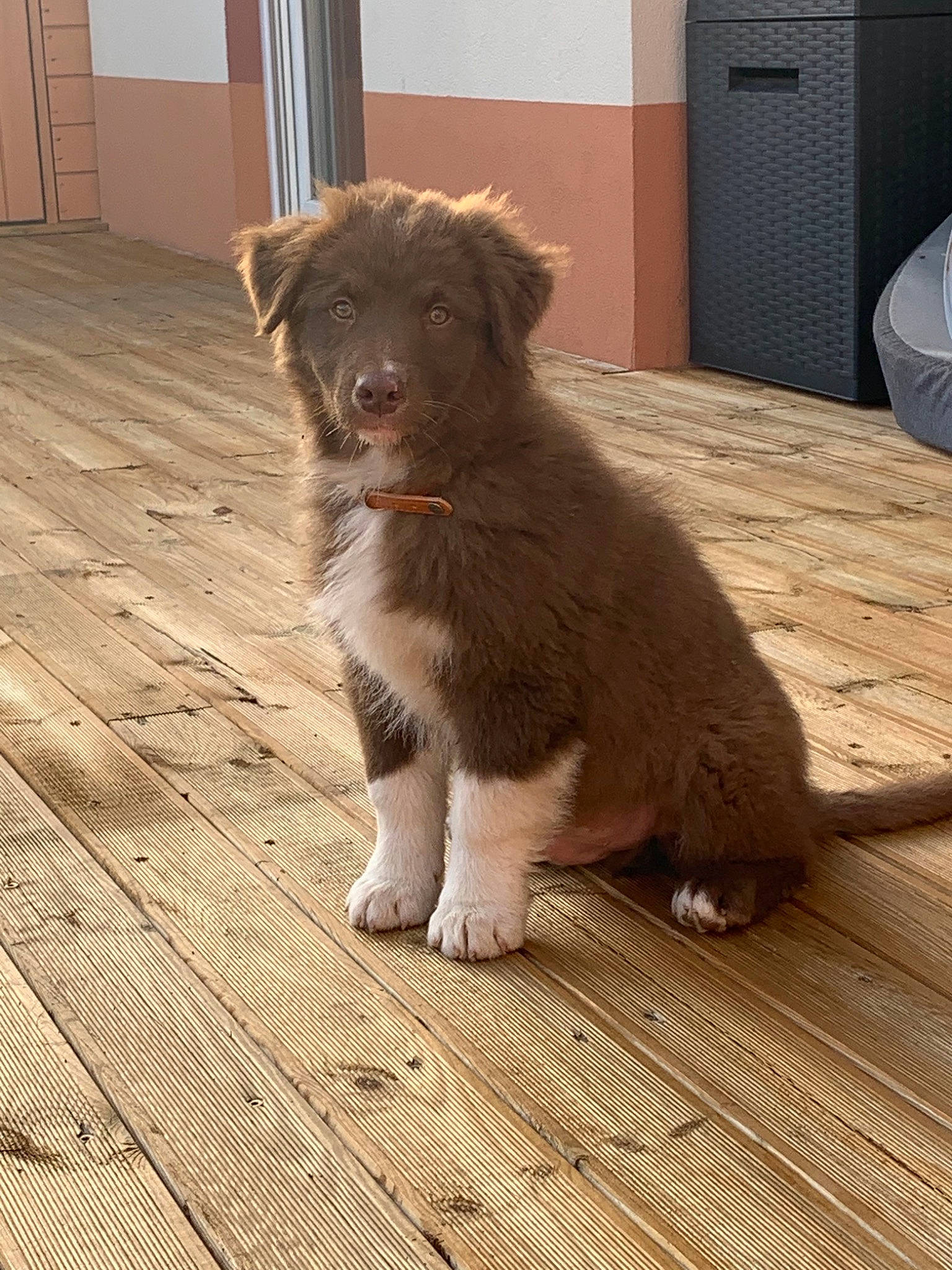 Happy participe au concours pour gagner de l'argent avec cette photo : australian_shepherd, border_collie, canidae, carnivore, companion_dog, dog, dog_breed, fawn, liver, mammal, miniature_australian_shepherd, puppy, small_greek_domestic_dog, sporting_group, vertebrate