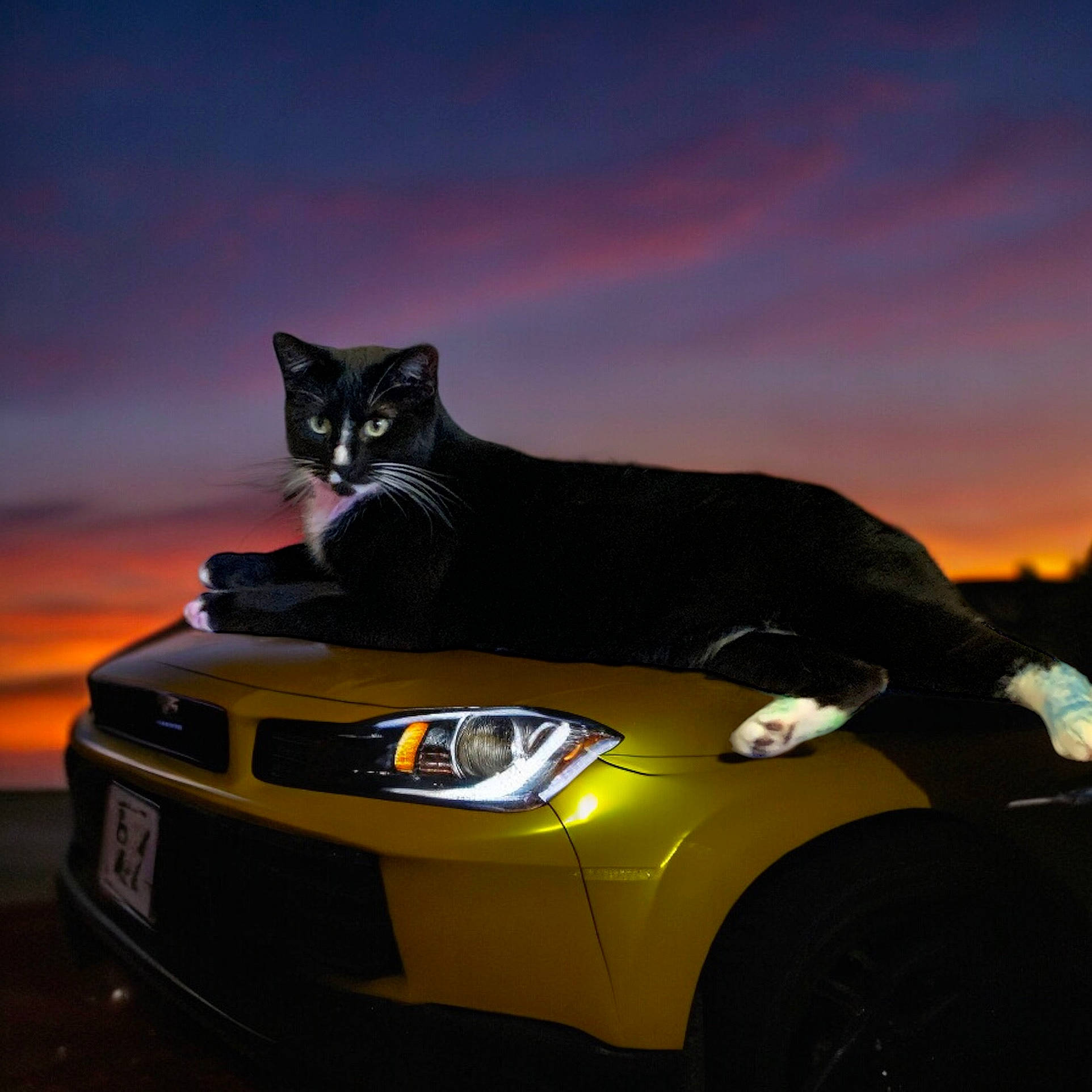 Gertie is registered to the contest to win money with this photo: alloy_wheel, automotive_design, automotive_exterior, automotive_lighting, automotive_tire, bumper, car, carnivore, cloud, felidae, grille, headlamp, hood, motor_vehicle, rim, rolling, sky, tire, vehicle, wheel