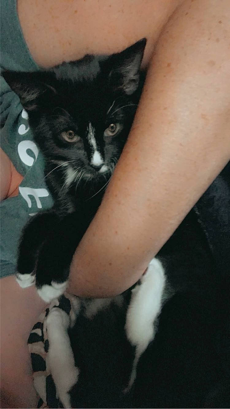 Gertie is registered to the contest to win money with this photo: carnivore, cat, claw, comfort, domestic_short_haired_cat, elbow, felidae, fur, gesture, hand, human_leg, lap, nail, paw, sitting, small_to_medium_sized_cats, snout, tail, thigh, whiskers