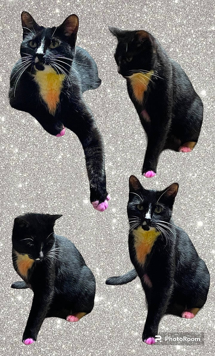 Gertie is registered to the contest to win money with this photo: black, bombay, carnivore, cat, felidae, fur, light, mammal, organism, photograph, plant, purple, small_to_medium_sized_cats, snapshot, snout, tail, vertebrate, whiskers, white, yellow