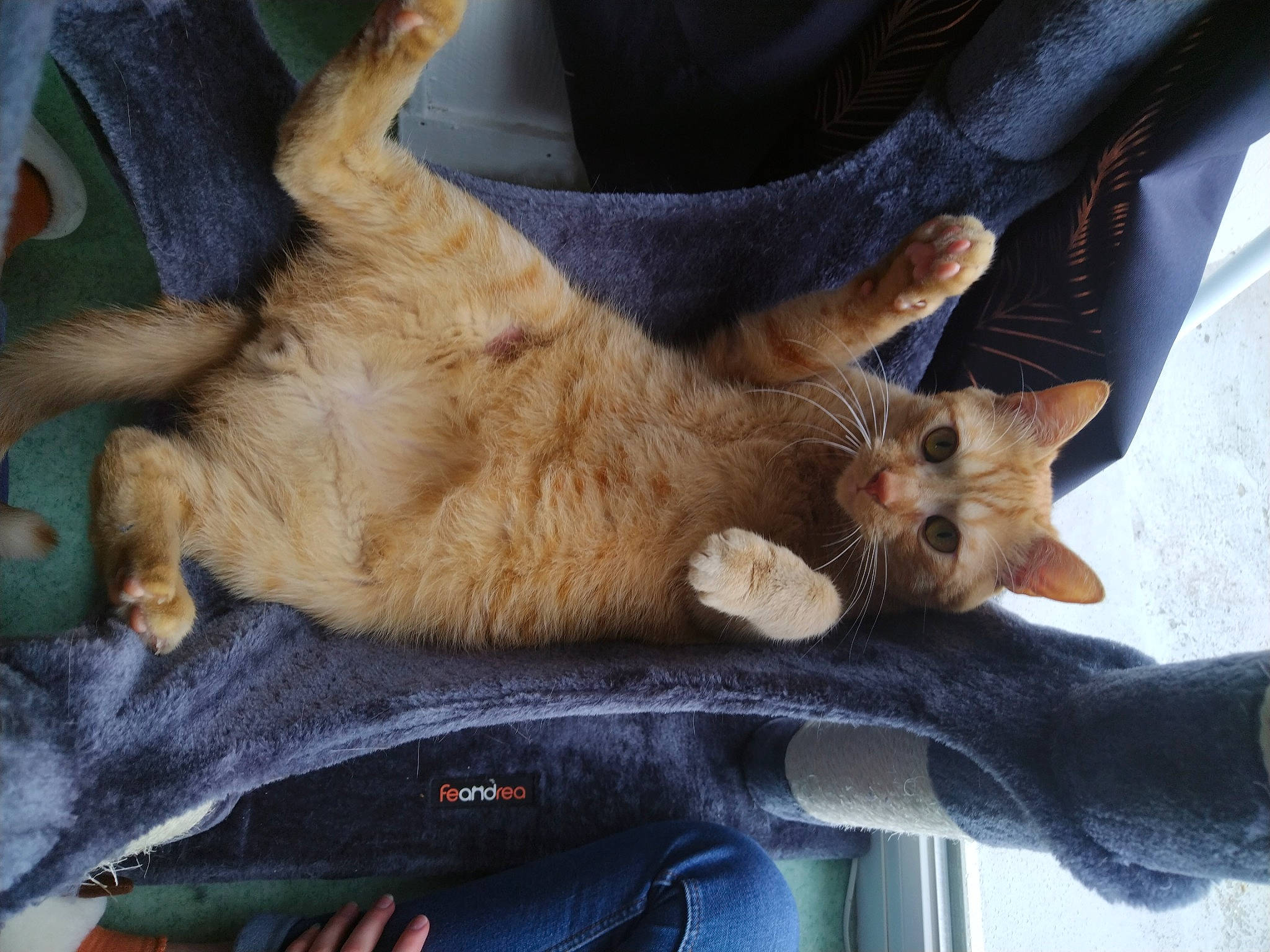 Simba participe au concours pour gagner de l'argent avec cette photo : canidae, carnivore, cat, claw, comfort, dog_breed, domestic_short_haired_cat, fawn, felidae, foot, fur, gesture, human_leg, nap, paw, small_to_medium_sized_cats, snout, sporting_group, tail, whiskers