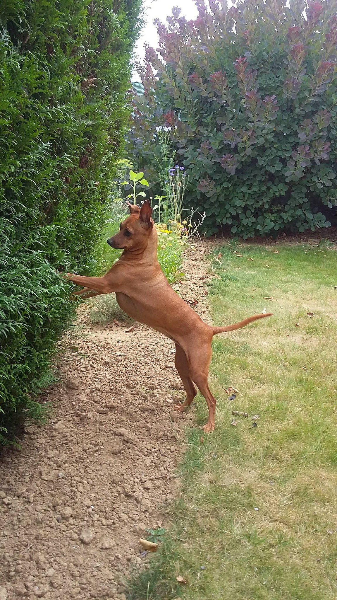 Canelle participe au concours pour gagner de l'argent avec cette photo : art, canidae, carnivore, companion_dog, dog, dog_breed, fawn, grass, guard_dog, landscape, liver, plant, soil, sporting_group, tail, terrestrial_animal, tree, wildlife, wood, working_animal