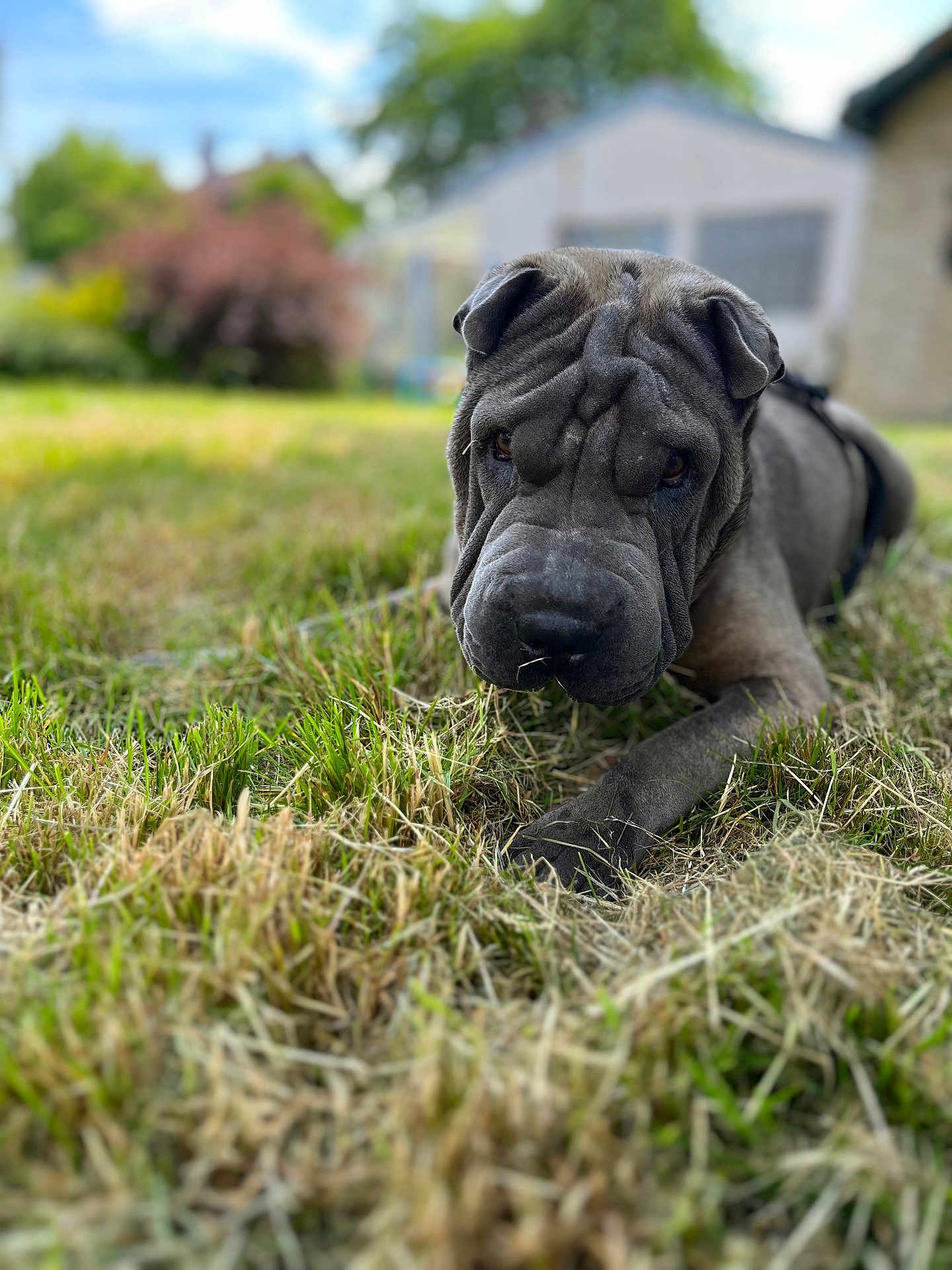 Volt participe au concours pour gagner de l'argent avec cette photo : dog, wrinkled_skin, outdoor, grass, pet, animal, lawn, canine, portrait, closeup, nature, house, backyard, daylight, mammal, relaxing, fur, brown, cute, companion