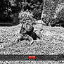 dog, outdoor, grass, black_and_white, nature, pet, animal, canine, lying_down, relaxed, sunlight, shrubbery, trees, garden, portrait, daytime, muzzle, ears, fur, peaceful