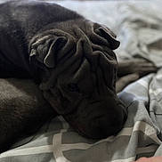 Volt a rejoint le concours — aidez-le/la à gagner de superbes lots ! dog, bed, wrinkles, sleepy, resting, indoor, blanket, pattern, closeup, pet, canine, cozy, fur, paw, human_hand, relaxed, domestic, animal, soft_focus, brown