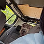 Volt participe au concours pour gagner de l'argent avec cette photo : dog, car_interior, seat, person, hoodie, backseat, window, curious, pet, canine, vehicle, headrest, fabric, casual, transportation, daylight, indoor, seatbelt, partial_view, closeup