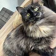 Mikasa a rejoint le concours — aidez-le/la à gagner de superbes lots ! abyssinian, angora, animal, blackcat, brasssection, cat, chair, clothing, cushion, furniture, hardwood, hat, homedecor, horn, kitten, manx, musicalinstrument, pet, plywood, wood