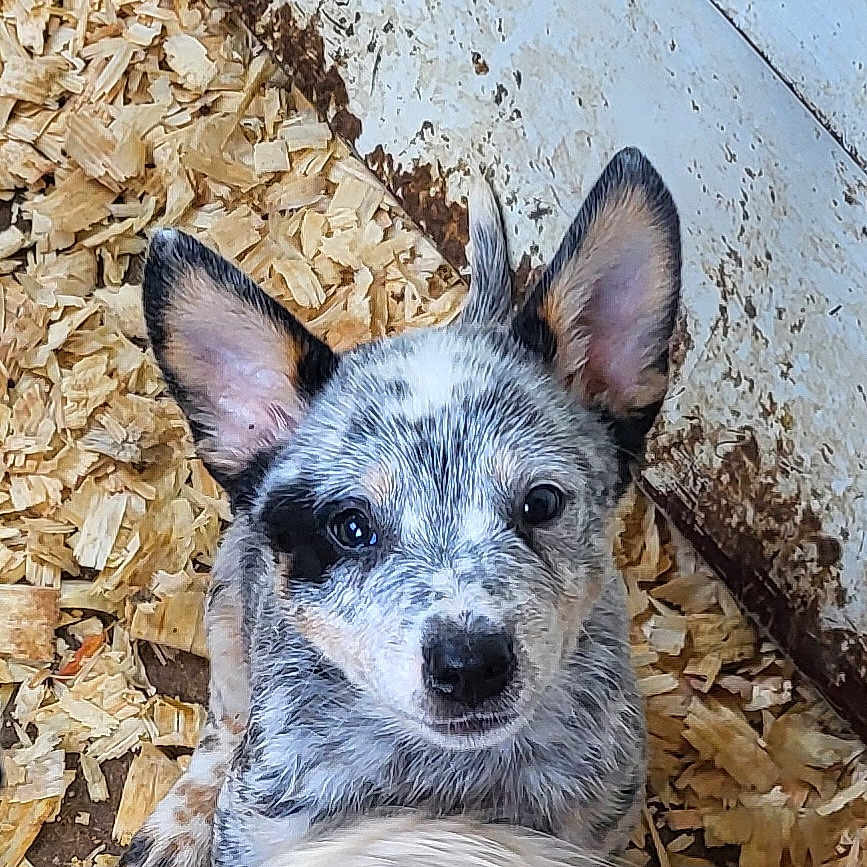 Finley joined the competition — help win amazing prizes! animal, canine, chihuahua, coyote, den, dog, doghouse, fox, germanshepherd, hound, husky, indoors, nature, outdoors, pet, plywood, puppy, rock, snout, wood