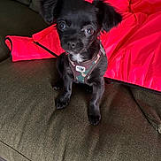 Brutus participe au concours pour gagner de l'argent avec cette photo : puppy, dog, black_dog, small_dog, couch, indoor, pet, animal, harness, green_couch, red_jacket, cute, adorable, sitting, looking_up, fur, young_dog, companion, domestic_animal, home